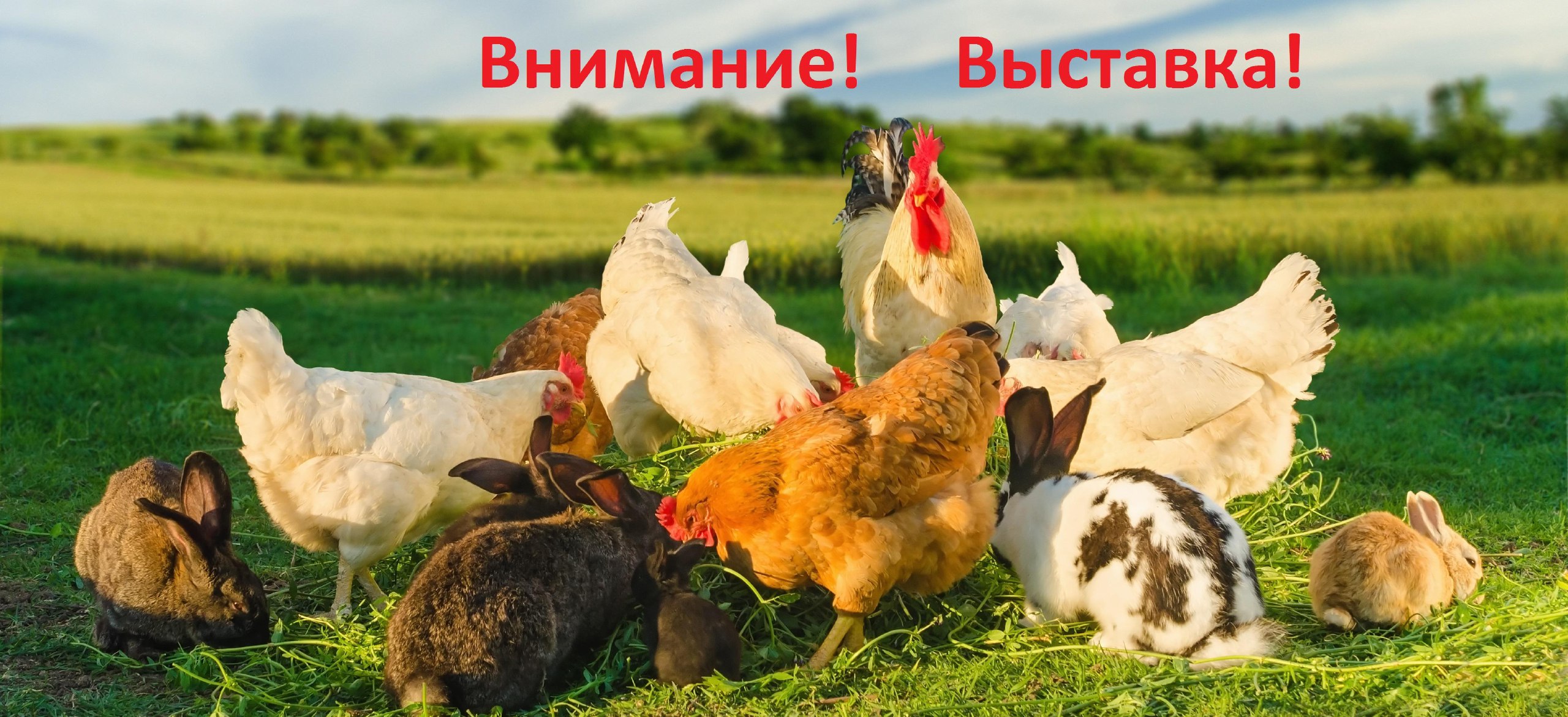 Выставка сх животных