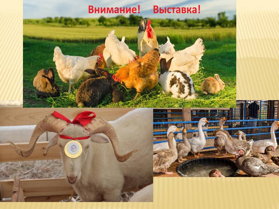 Коллаж