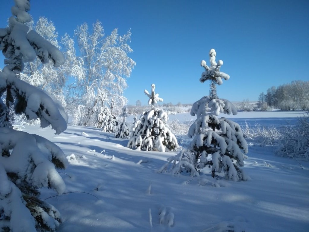 Медведев Дмитрий